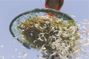 补钙误区：吃虾皮不能补钙　